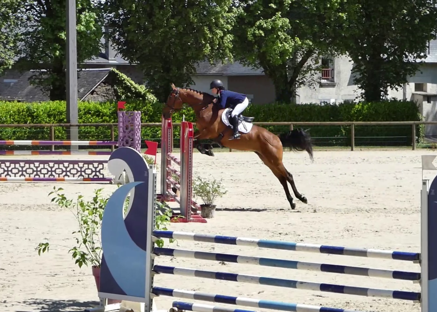 Vente de cheval : Kingsman des Allees